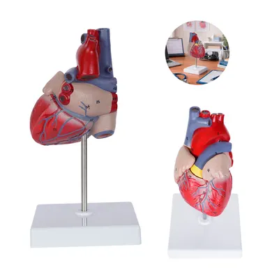 Cardio personalizable con logo
